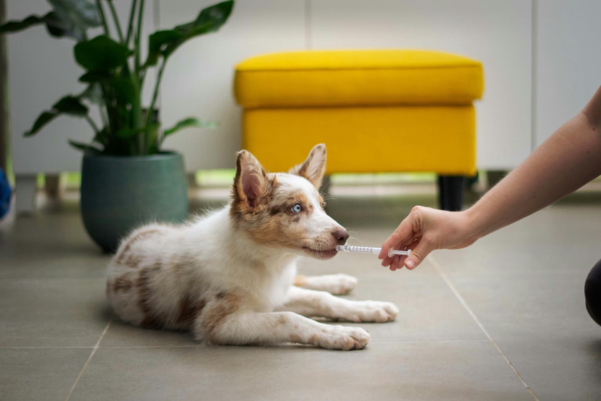 Premier Holistic Veterinary Center hero