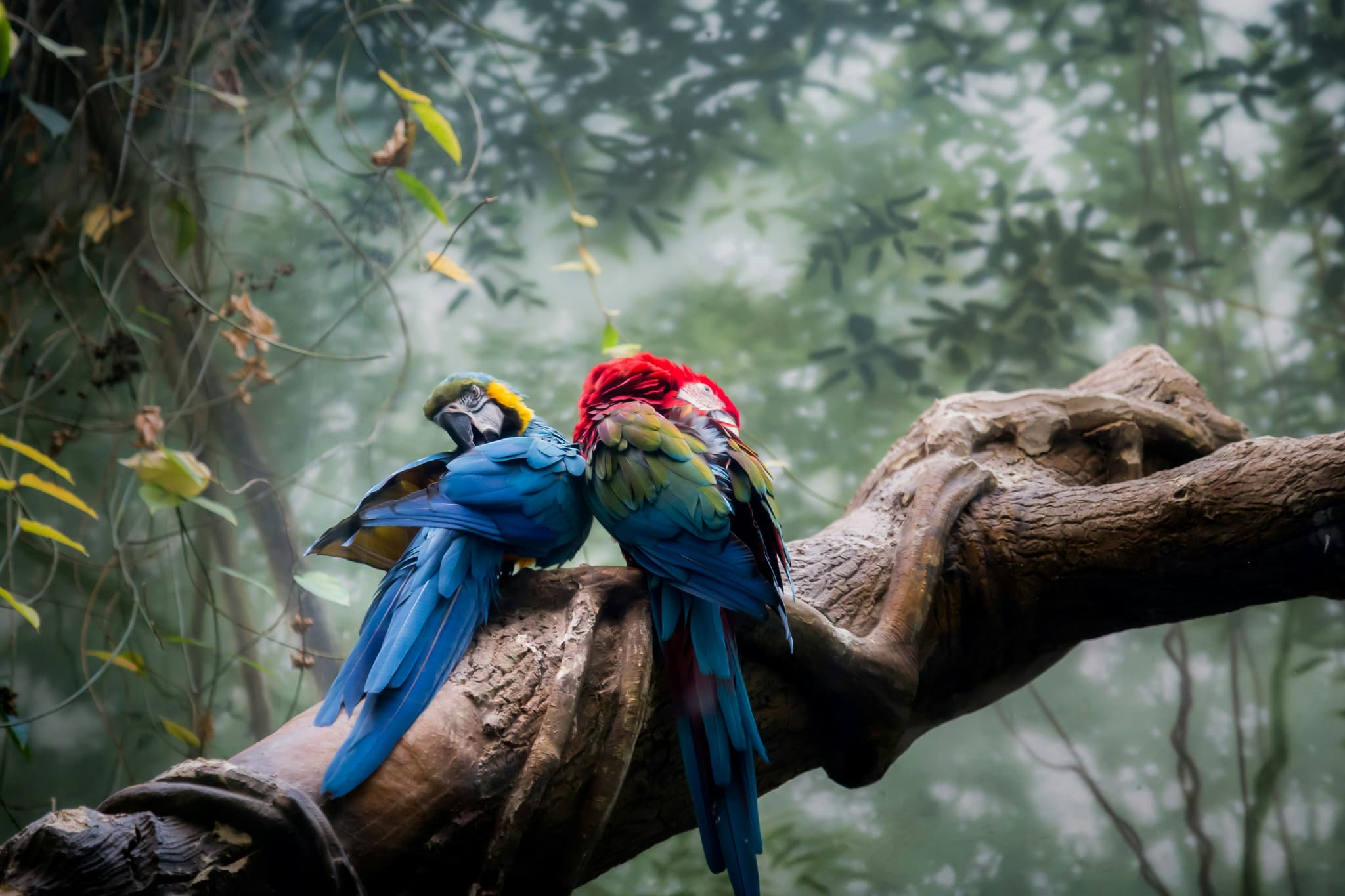 Exotic Birds